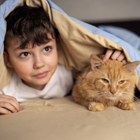 Niño pequeño debajo de una manta junto a un gato naranja.